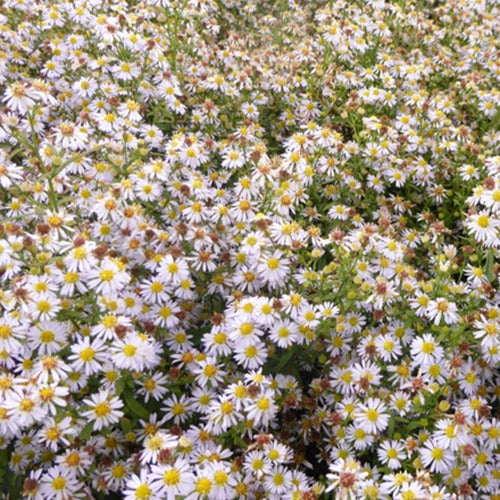 3 Astères éricoïdes Erlkönig - Aster ericoides erlkönig - Plantes