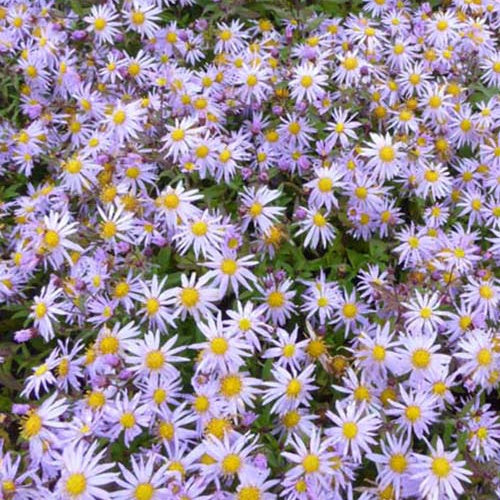 Marguerite d'automne Eleven Purple - Aster eleven purple - Plantes