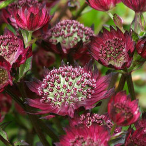 Grande astrance Moulin Rouge - Astrantia moulin rouge - Plantes