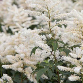 Astilbe hybride Washington - Astilbe washington - Plantes