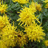 3 Astères linosyris - Aster linosyris - Plantes