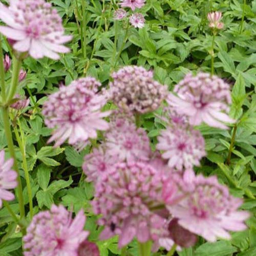 Grande astrance - Astrantia major - Plantes