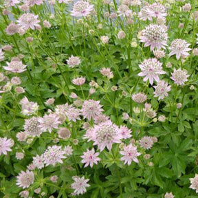 Grande astrance Florence - Astrantia major florence - Plantes