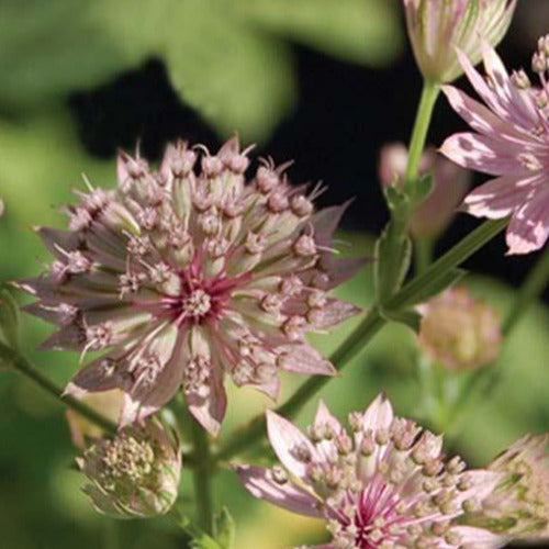 Grande astrance Primadonna - Astrantia major primadonna - Plantes