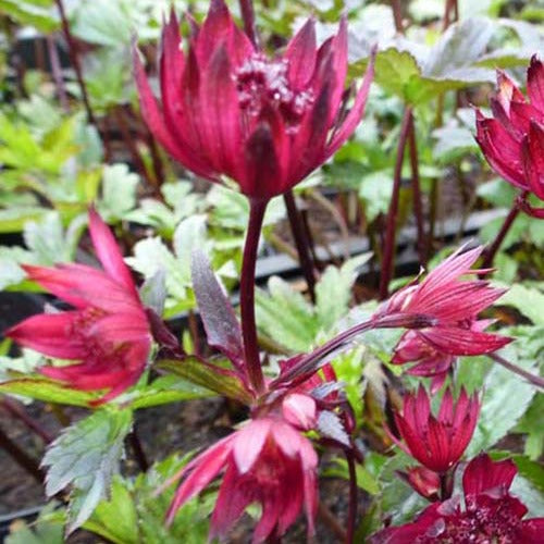 Grande astrance Ruby Wedding - Astrantia major ruby wedding - Plantes