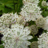 Grande astrance Shaggy - Astrantia major shaggy - Plantes