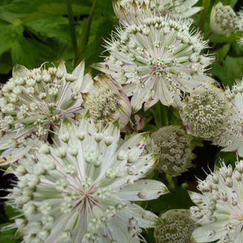 Grande astrance Shaggy - Astrantia major shaggy - Plantes