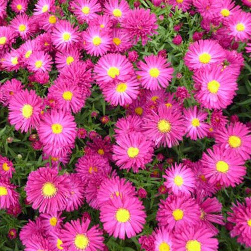 3 Asters grands d'automne Crimson Brocade - Aster novi-belgii crimson brocade - Plantes