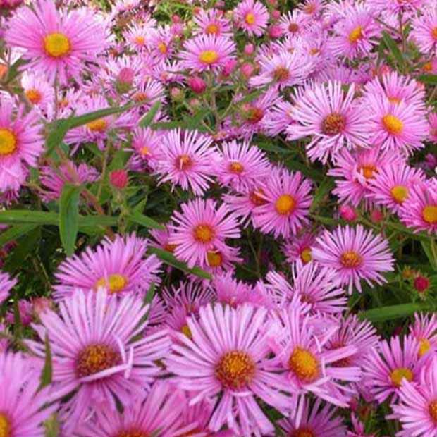 3 Astères de Nouvelle-Angleterre Rudelsburg - Aster novae-angliae rudelsburg - Plantes