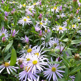 3 Astères des Pyrénées Lutetia - Aster pyrenaeus lutetia - Plantes