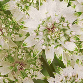 Grande astrance Star of Billion - Astrantia major star of billion - Plantes