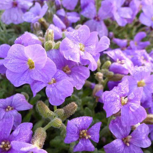 3 Aubriètes Cascade Blue - Aubrieta cascade blue - Plantes