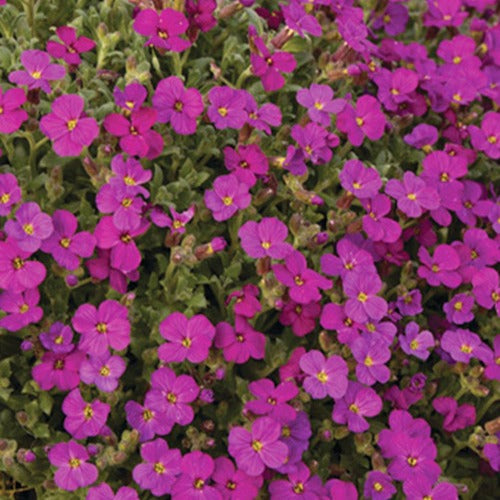 3 Aubriètes Regado Red - Aubrieta regado red  ( regado series ) - Plantes