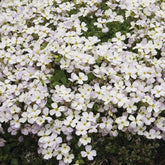 3 Aubriètes Regado White - Willemse