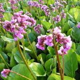 3 Bergénias à feuilles cordées - Bergenia cordifolia - Plantes