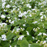 Myosotis du Caucase Betty Bowring - Brunnera macrophylla betty bowring - Plantes