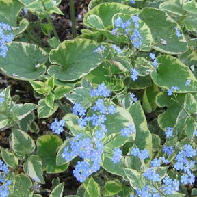 Myosotis du Caucase Hadspen cream - Brunnera macrophylla hadspen cream - Plantes