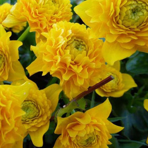 Populage des marais à fleurs doubles - Caltha palustris plena - Plantes