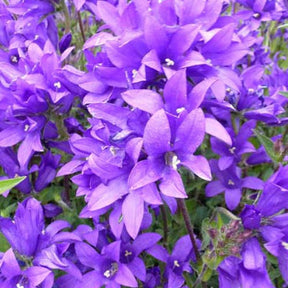 Campanule agglomérée Joan Elliott - Campanula glomerata joan elliott - Plantes