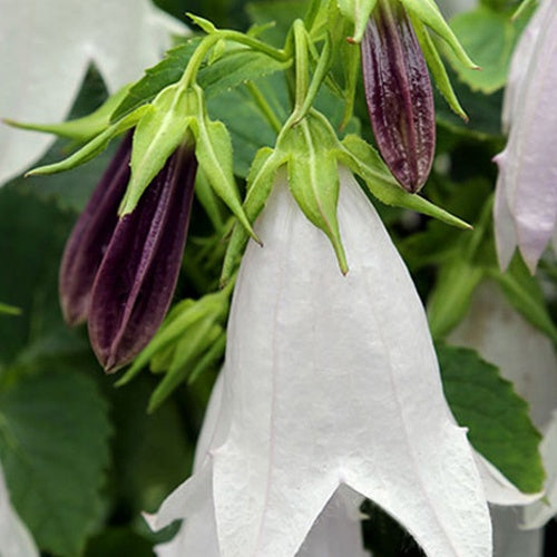 Campanule hybride Iridescent Bells - Campanula iribella iridescent bells - Plantes