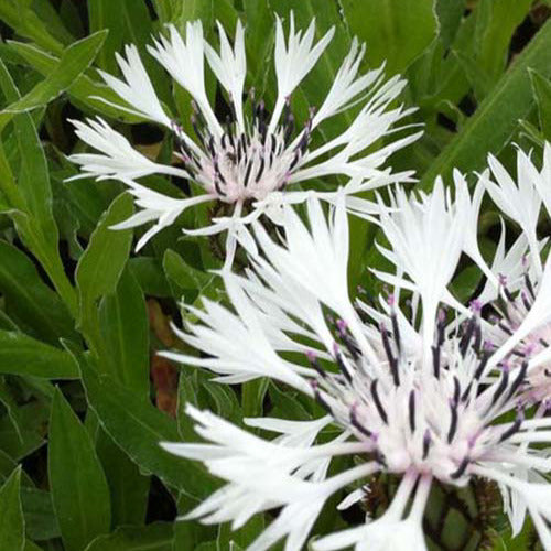 Centaurée des montagnes blanche - Centaurea montana alba - Plantes