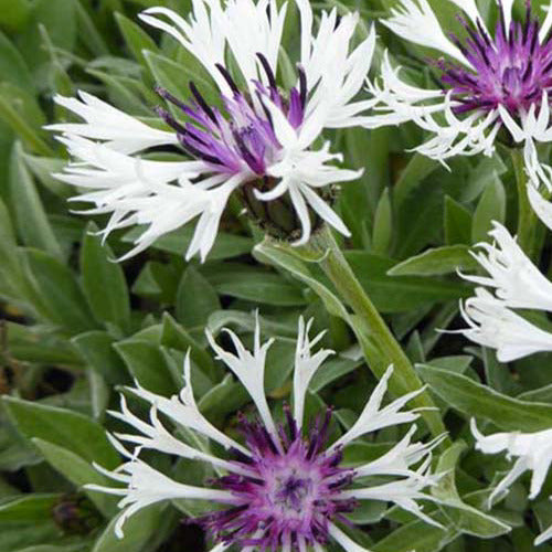 Centaurée des montagnes Amethyst in Snow - Centaurea montana amethyst in snow - Plantes