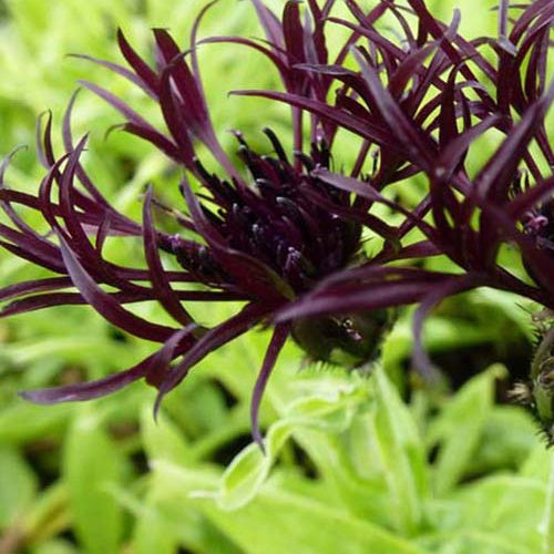 Centaurée des montagnes Black Sprite - Centaurea montana black sprite - Plantes