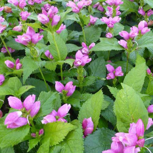 3 Galanes obliques Alba - Chelone obliqua - Plantes