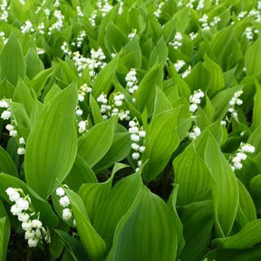 Muguet Prolificans - Convallaria majalis Prolificans - Muguet