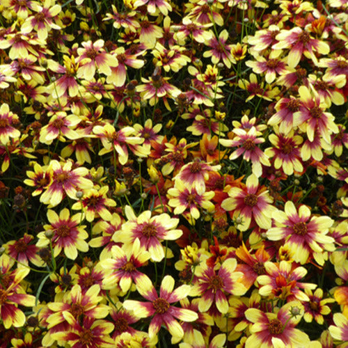 Coreopsis Bengal Tiger - Coreopsis bengal tiger - Plantes