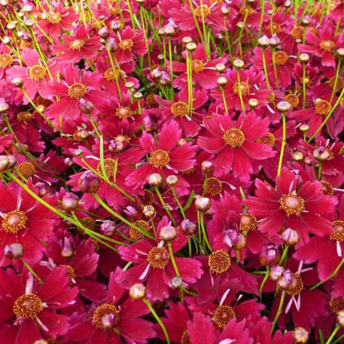 Coreopsis Limerock Ruby - Willemse