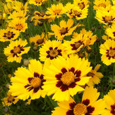 3 Coréopsis lancéolée Sterntaler - Coreopsis lanceolata sterntaler - Plantes