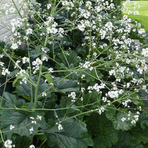 Chou nuage blanc - Crambe cordifolia - Plantes