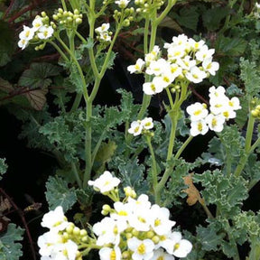 Crambe maritima choux maritime - Crambe maritima - Plantes