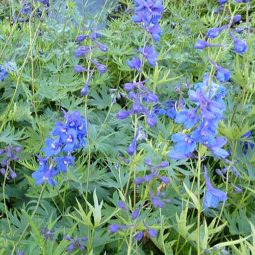 3 Delphiniums belladones Bellamosum - Delphinium belladonna bellamosum - Plantes