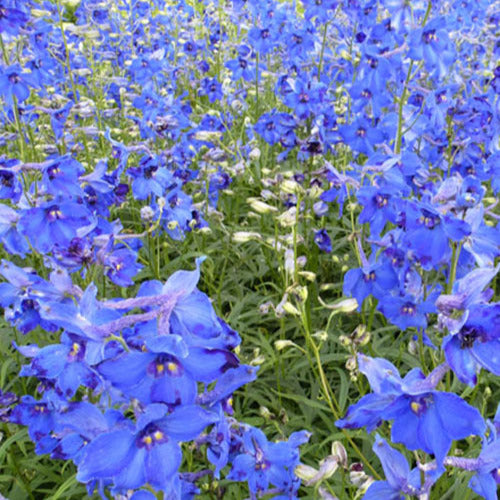 Delphinium Volkerfrieden - Delphinium ( belladonna group ) völkerfrieden - Plantes