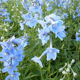 3 Delphiniums Cliveden Beauty - Willemse