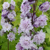 Delphinium Highlander® Cha-Cha - Willemse