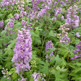 3 Delphiniums géants Astolat - Willemse