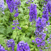 3 Delphiniums géants Black Knight - Willemse