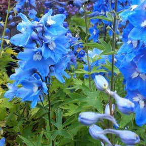 3 Delphiniums géants Summer Skies - Delphinium ( pacific giant group ) summer skies - Plantes