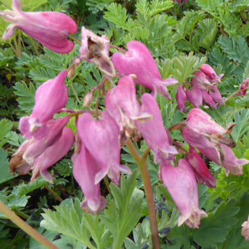 Coeur de Marie de Formose Luxuriant - Dicentra formosa luxuriant - Plantes