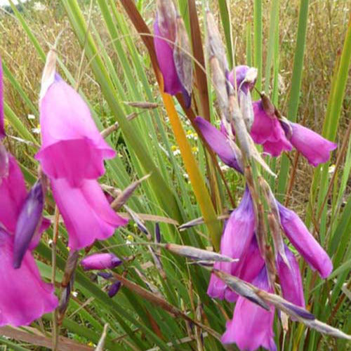 Canne à pêche des anges magnifique - Dierama pulcherrimum - Plantes