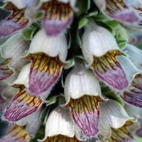 Digitale ferreuse Gigantea - Digitalis ferruginea gigantea - Plantes