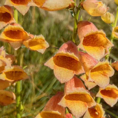 Digitale Godlcrest - Digitalis waldigone goldcrest - Plantes