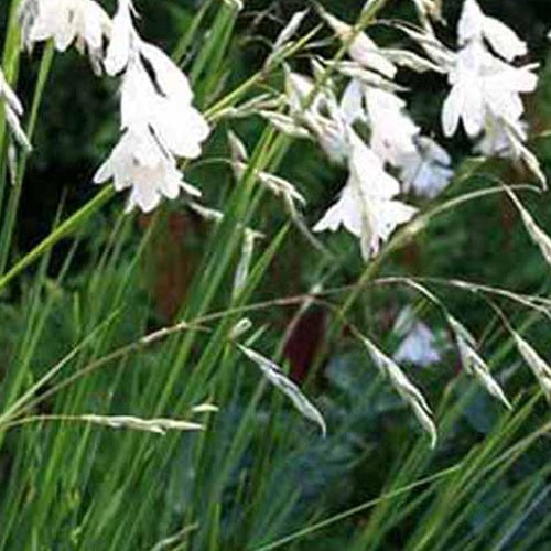 Canne à pêche des anges Album - Dierama pulcherrimum album - Plantes