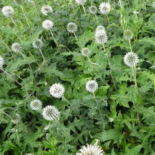 Boule azurée Star Frost - Chardon boule - Echinops bannaticus star frost - Plantes