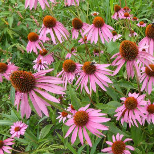 Rudbeckia pourpre Double-Decker - Echinacea - Echinacea purpurea double-decker - Plantes