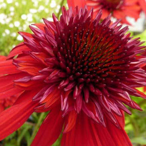 Rudbeckia pourpre Eccentric - Echinacea - Echinacea purpurea eccentric - Plantes