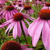 3 Rudbeckia pourpre Leuchtstern - Echinacea - Echinacea purpurea leuchtstern - Plantes